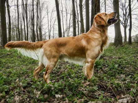 Golden Retriever Deckrüde- Deckerfahren