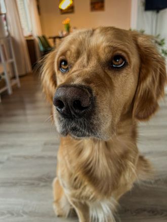 Golden Retriever Deckrüde- Deckerfahren