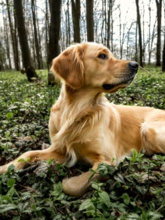 Golden Retriever Deckrüde- Deckerfahren