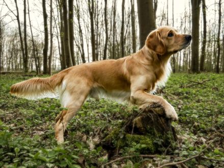 Golden Retriever Deckrüde- Deckerfahren