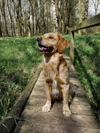 Golden Retriever Deckrüde- Deckerfahren