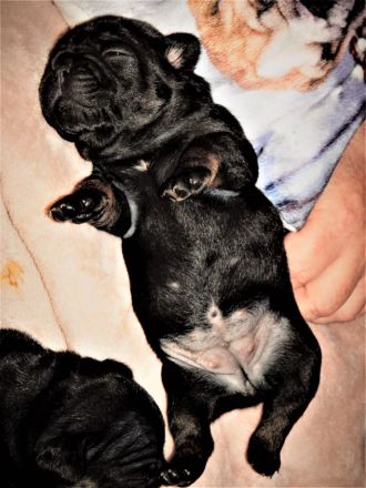 Sofort abgabebereit! Französische Bulldogge Welpen in Black Tan, Blue Tan und Fawn, 14 Wochen jung