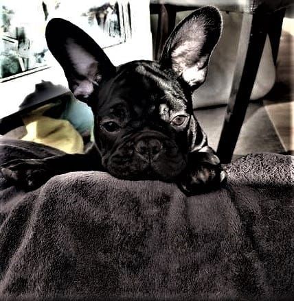 Sofort abgabebereit! Französische Bulldogge Welpen in Black Tan, Blue Tan und Fawn, 14 Wochen jung