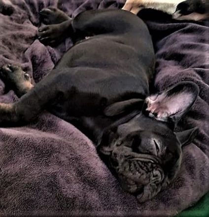 Sofort abgabebereit! Französische Bulldogge Welpen in Black Tan, Blue Tan und Fawn, 14 Wochen jung