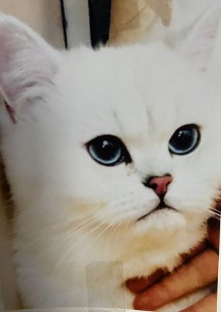 BKH Deckkater mit blau Augen