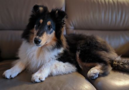 Auffallend schönes Collie - Mädchen
