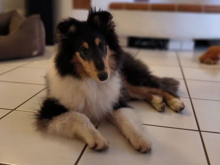 Auffallend schönes Collie - Mädchen