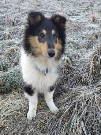 Auffallend schönes Collie - Mädchen