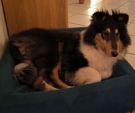 Auffallend schönes Collie - Mädchen