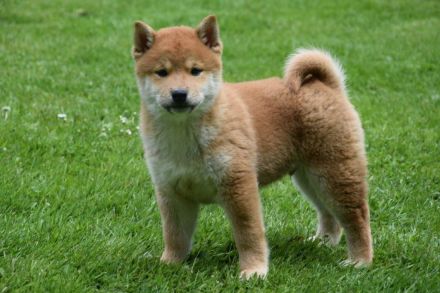 Shiba-Inu Rüden mit Papieren