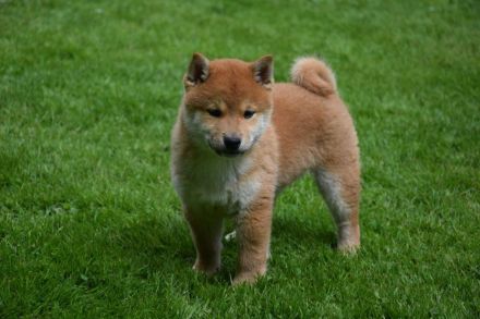 Shiba-Inu Rüden mit Papieren