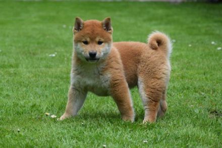 Shiba-Inu Rüden mit Papieren