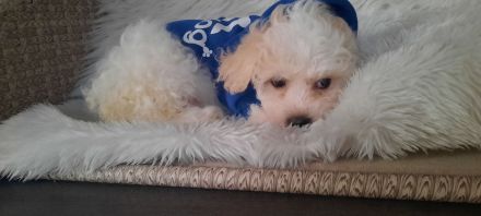 Malteser und Havaneser