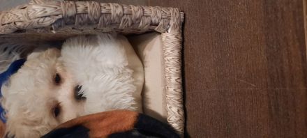 Malteser und Havaneser