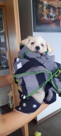 Malteser und Havaneser