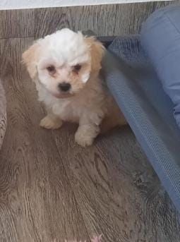 Malteser und Havaneser