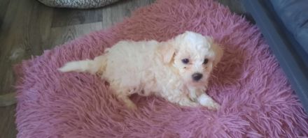 Malteser und Havaneser