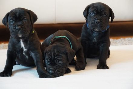 hübsche und kräftige Cane Corso Welpen reinrassig