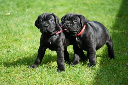 hübsche und kräftige Cane Corso Welpen reinrassig
