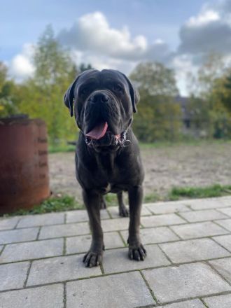 hübsche und kräftige Cane Corso Welpen reinrassig