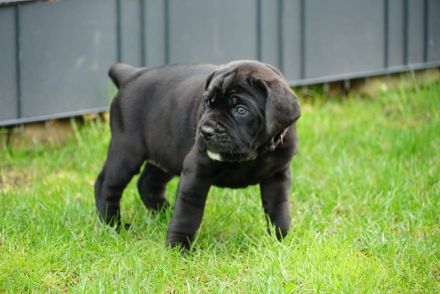 hübsche und kräftige Cane Corso Welpen reinrassig