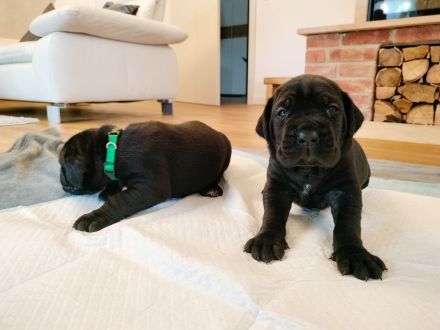 hübsche und kräftige Cane Corso Welpen reinrassig