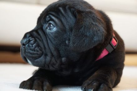 hübsche und kräftige Cane Corso Welpen reinrassig