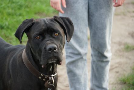 hübsche und kräftige Cane Corso Welpen reinrassig