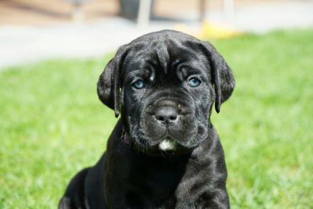 hübsche und kräftige Cane Corso Welpen reinrassig