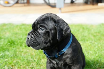 hübsche und kräftige Cane Corso Welpen reinrassig