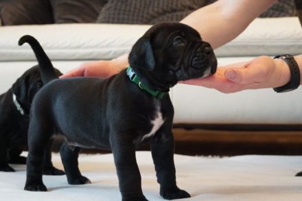 hübsche und kräftige Cane Corso Welpen reinrassig
