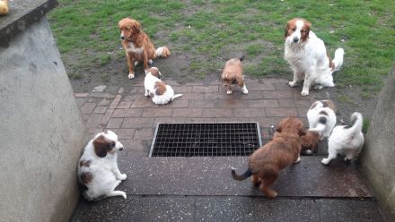 Super süße Kooiker x Harzer Fuchs Welpen