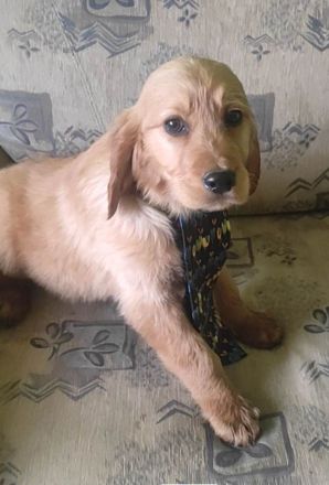 schöne Goldenretriever Welpen mit Serbischen Papieren dürfen ausziehen!!