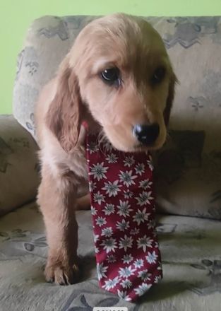 schöne Goldenretriever Welpen mit Serbischen Papieren dürfen ausziehen!!