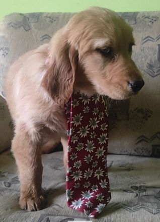 schöne Goldenretriever Welpen mit Serbischen Papieren dürfen ausziehen!!
