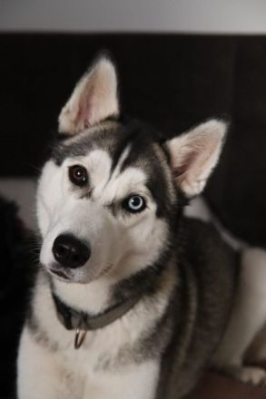 Wunderhübsche Husky Dame namens Sky sucht ein liebevolles neues Zuhause