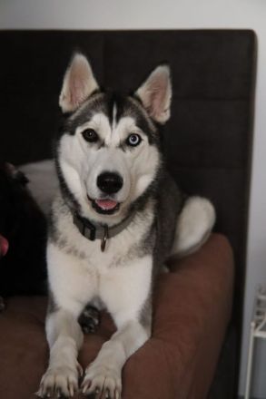 Wunderhübsche Husky Dame namens Sky sucht ein liebevolles neues Zuhause