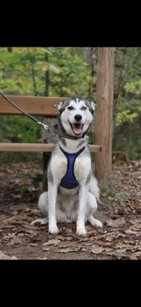 Wunderhübsche Husky Dame namens Sky sucht ein liebevolles neues Zuhause