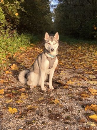 Wunderhübsche Husky Dame namens Sky sucht ein liebevolles neues Zuhause