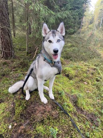 Wunderhübsche Husky Dame namens Sky sucht ein liebevolles neues Zuhause