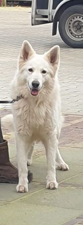 Weisser Schäferhund Welpen