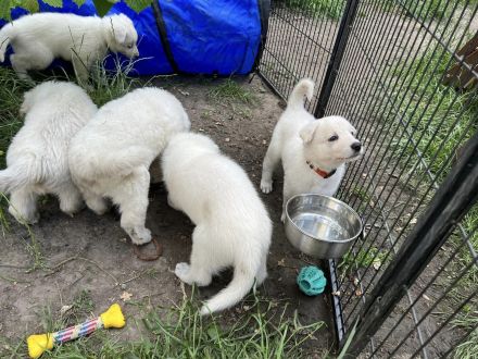 Weisser Schäferhund Welpen