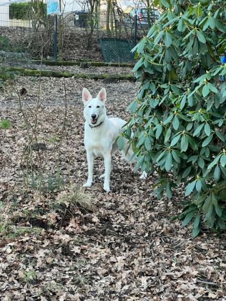 Weisser Schäferhund Welpen
