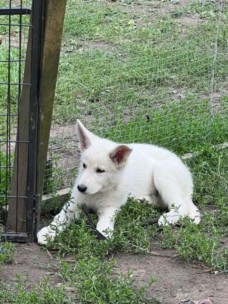 Weisser Schäferhund Welpen