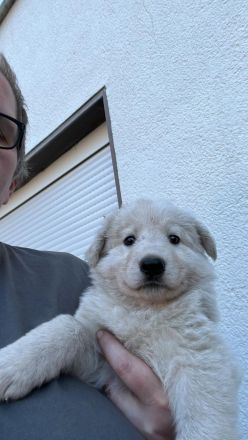 Weisser Schäferhund Welpen