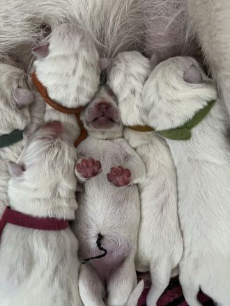 Weisser Schäferhund Welpen