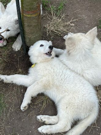 Weisser Schäferhund Welpen