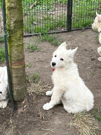 Weisser Schäferhund Welpen