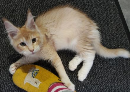 Maine coon wunderbare Kitten