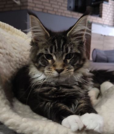 Maine coon wunderbare Kitten